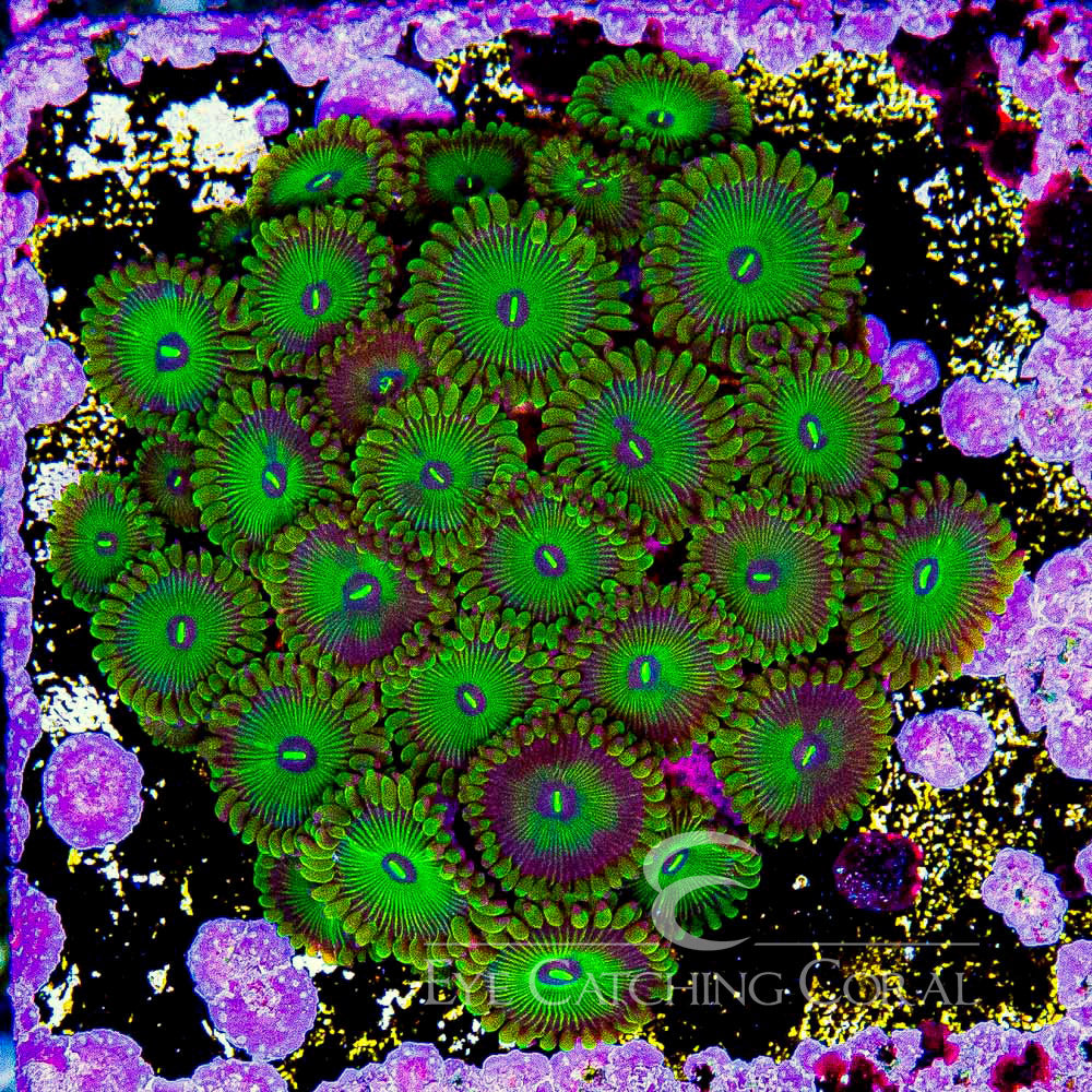 ECC Grouchy Green Zoanthid