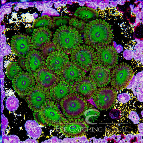 ECC Grouchy Green Zoanthid