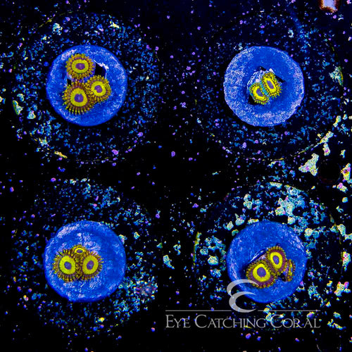 ECC Lakers Zoanthid