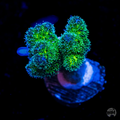 WWC Rainbow Pocillopora
