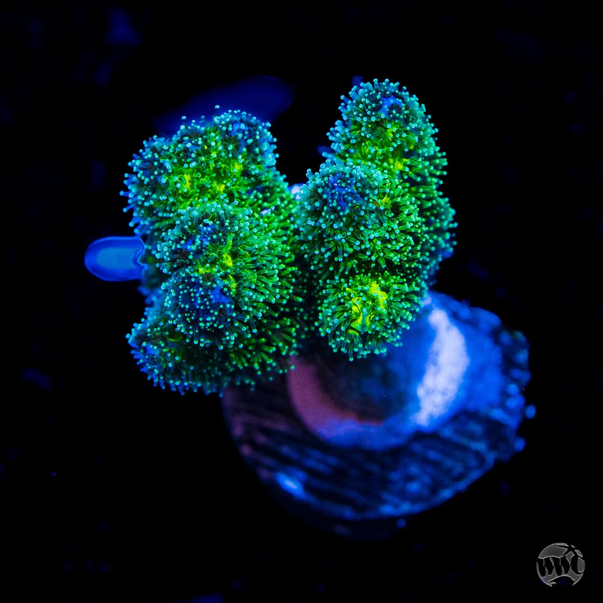 WWC Rainbow Pocillopora