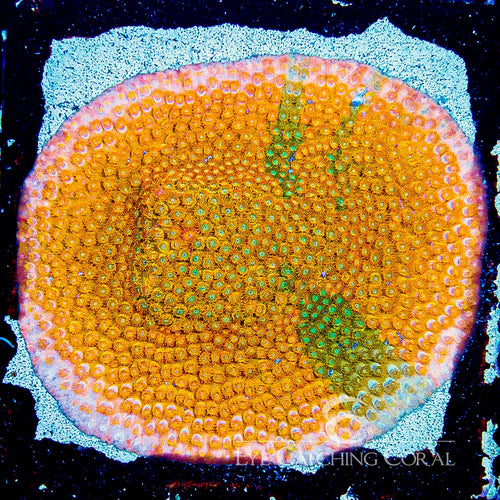 ECC Citrus Burst Cyphastrea
