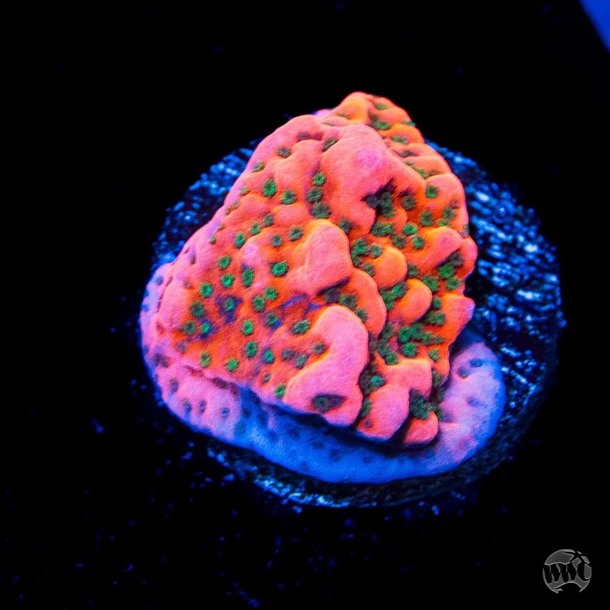 WWC Cherry Tree Montipora