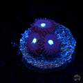 WWC Tic Tac Zoanthid