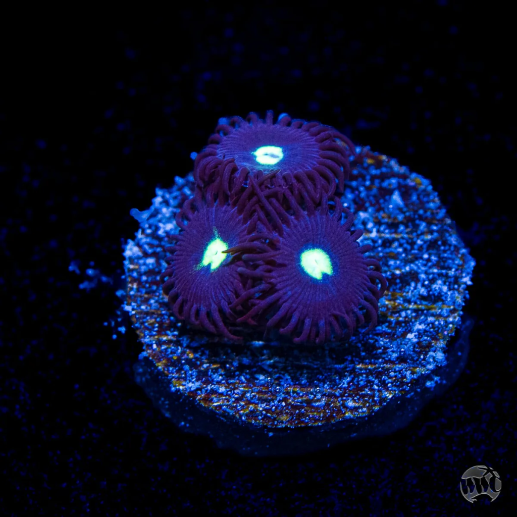 WWC Tic Tac Zoanthid