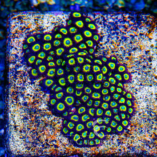 ECC Black Bella Zoanthid