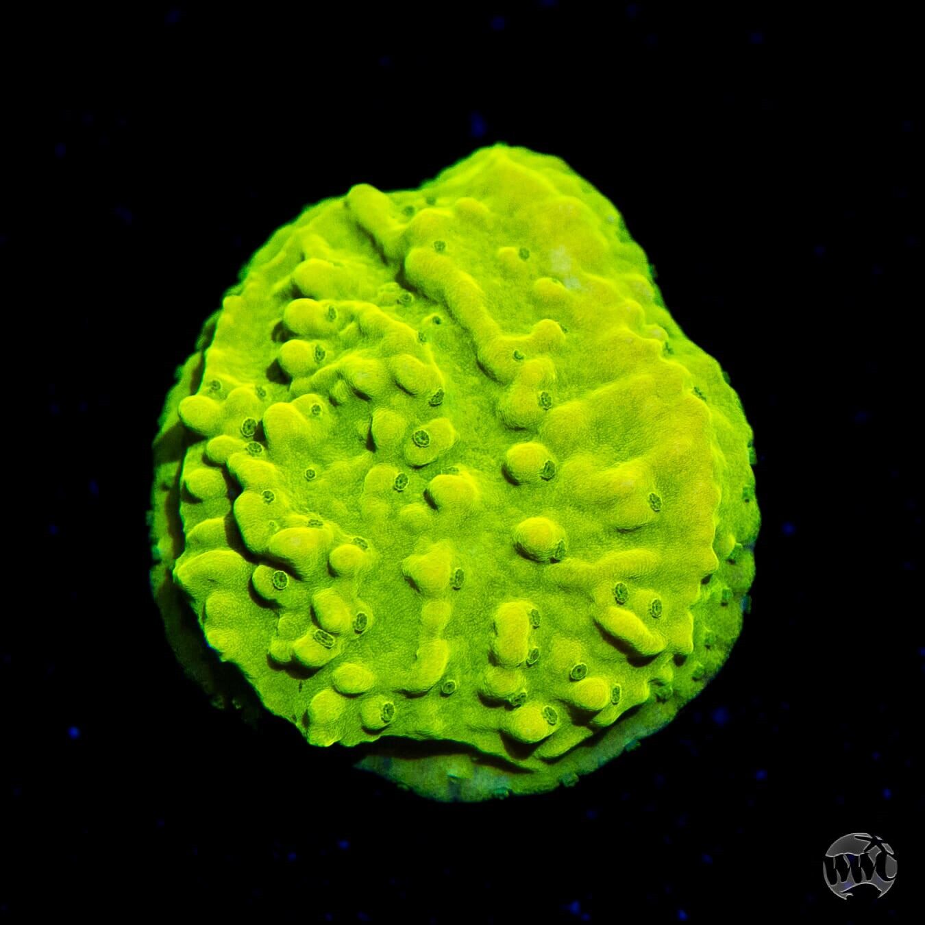 WWC Money Shot Montipora