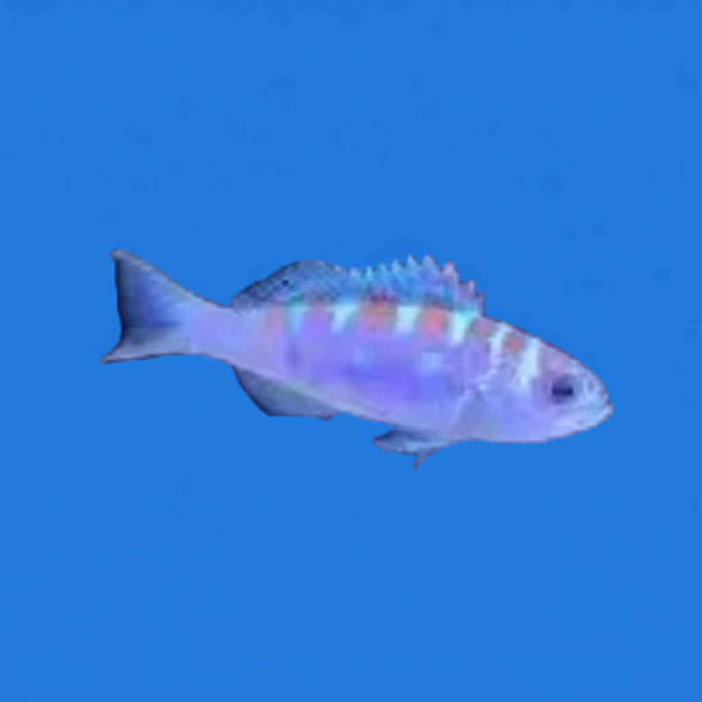 Chalk Basslet