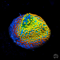 Jason Fox Fruity Pebbles Montipora