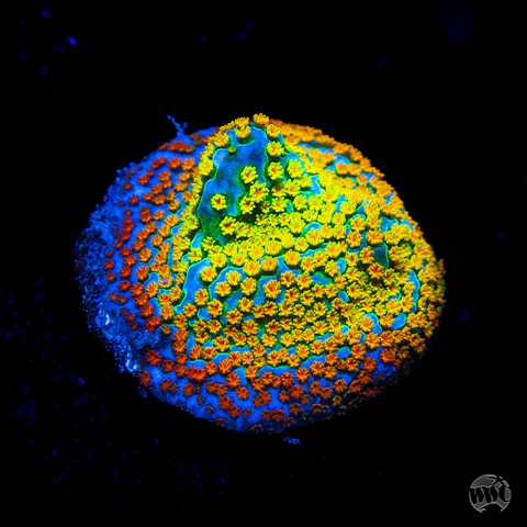 Jason Fox Fruity Pebbles Montipora