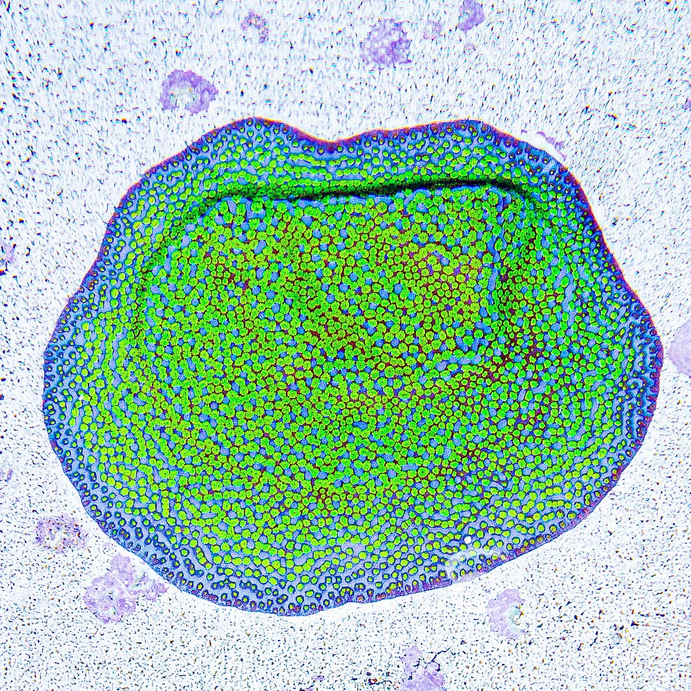 ECC Pokerstar Montipora