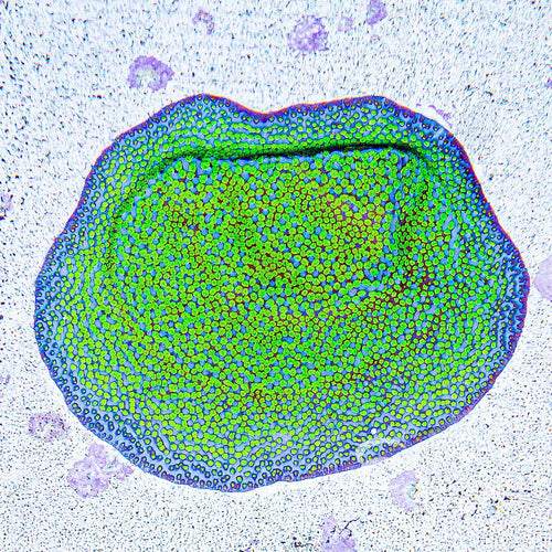 ECC Pokerstar Montipora