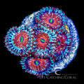 ECC Seduction Zoanthid