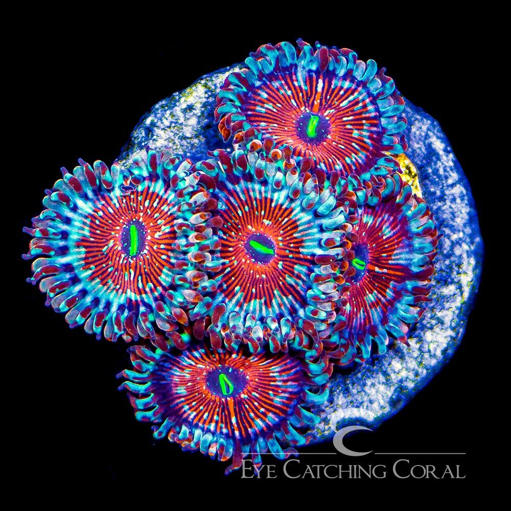 ECC Seduction Zoanthid