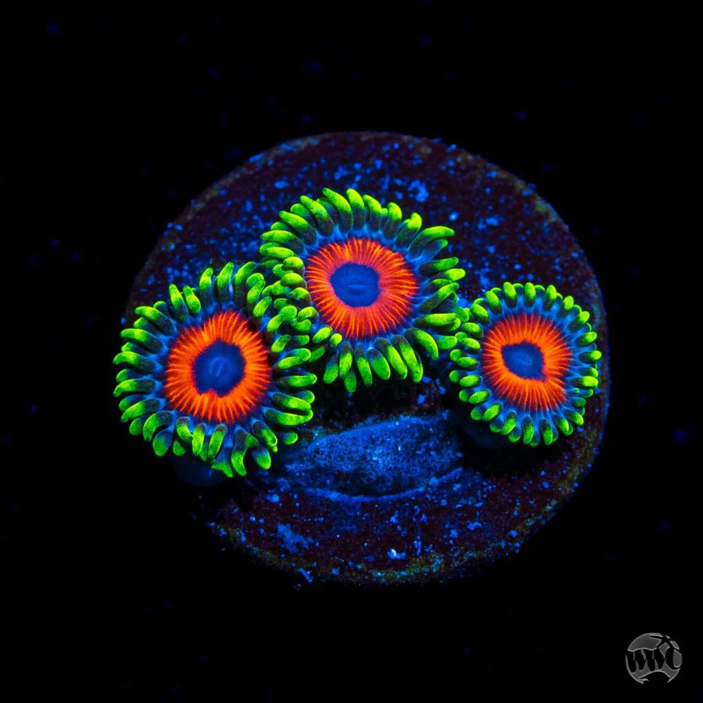 WWC Whammin Watermelon Zoanthid