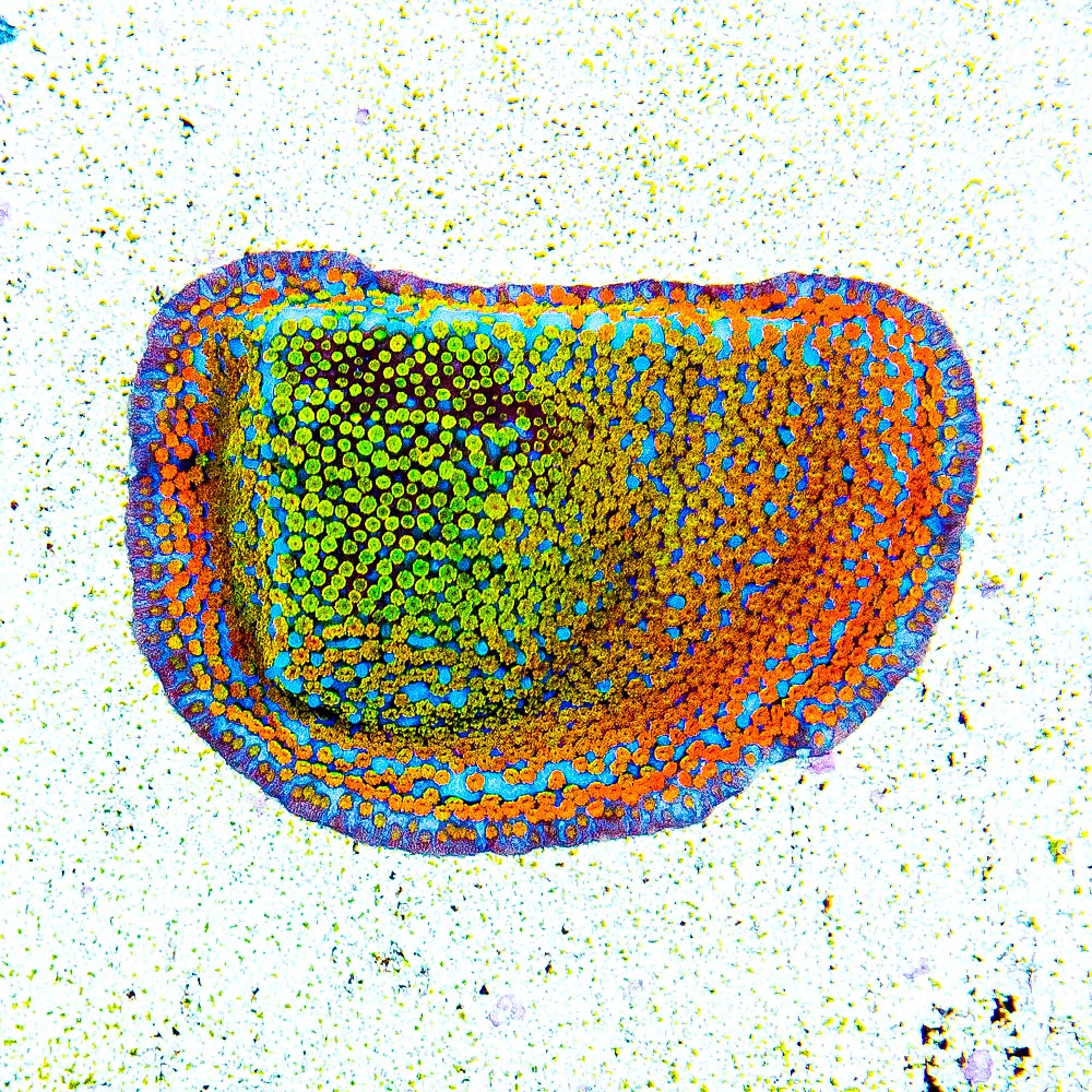ECC Confused Rainbow Montipora