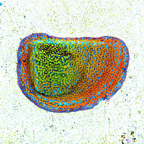ECC Confused Rainbow Montipora