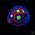 Circus Zoanthid