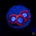WWC Fire and Ice Zoanthid