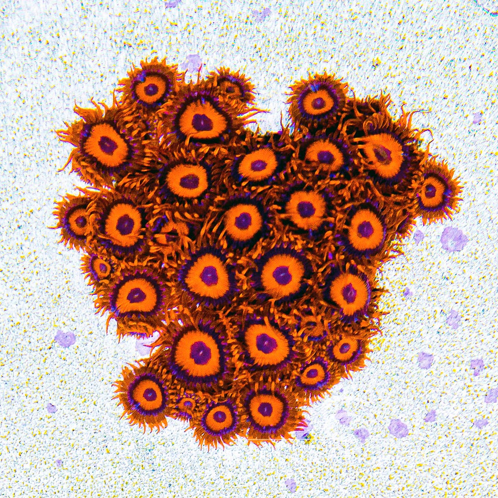 ECC Orange Oxide Zoanthid