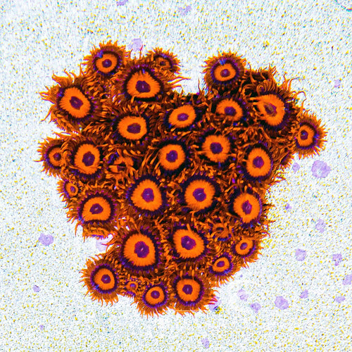 ECC Orange Oxide Zoanthid