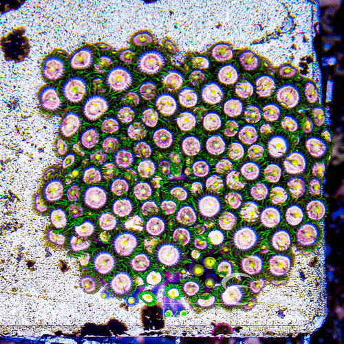 ECC Laser Lemon Zoanthid