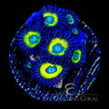 ECC Black Bella Zoanthid