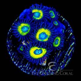 ECC Black Bella Zoanthid