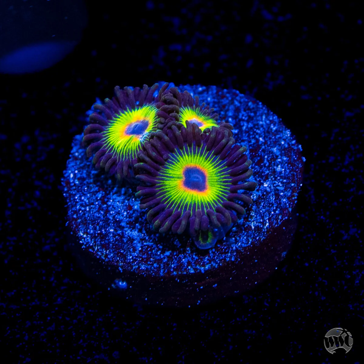 WWC Bob Marley Zoanthid