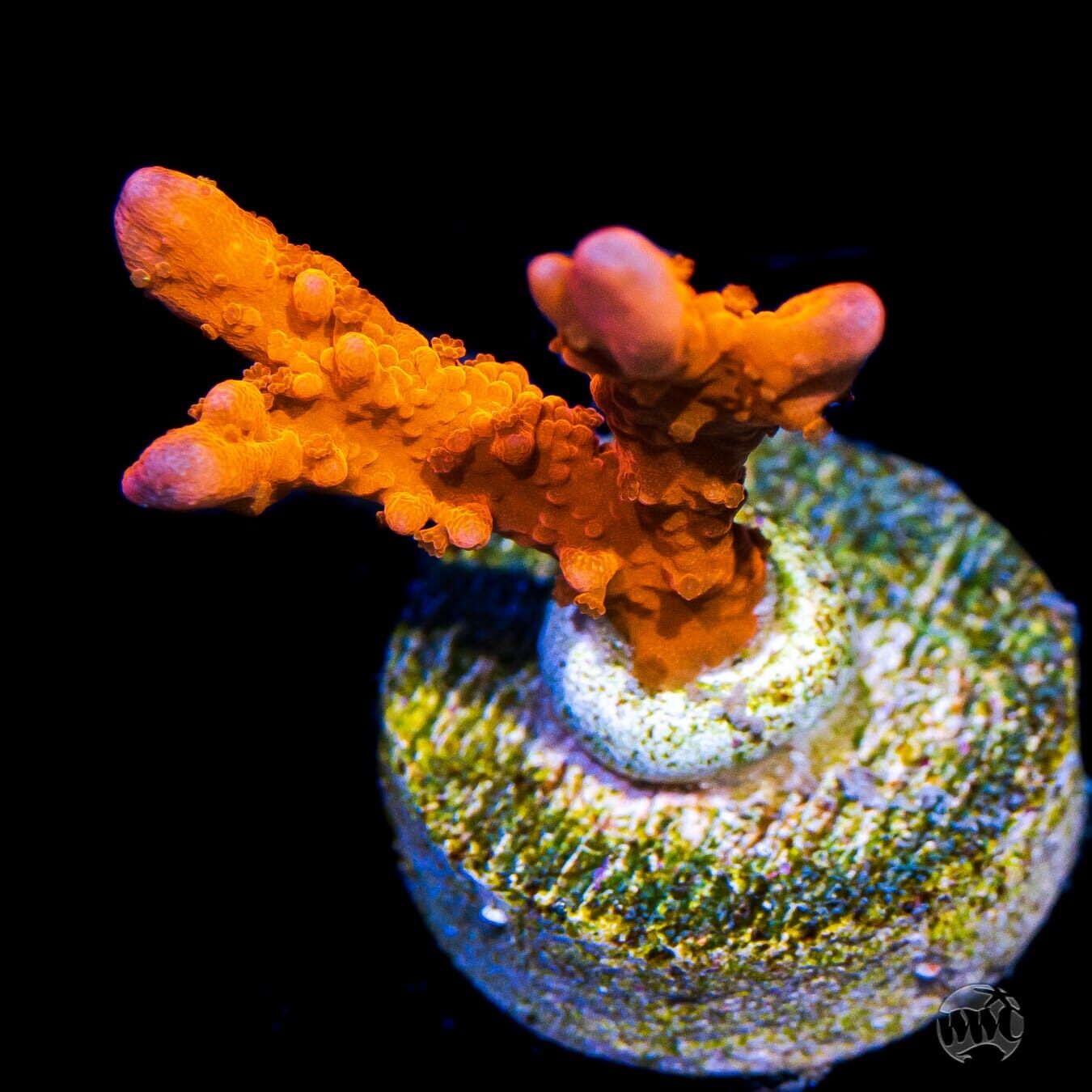 Jason Fox Fire Starter Montipora