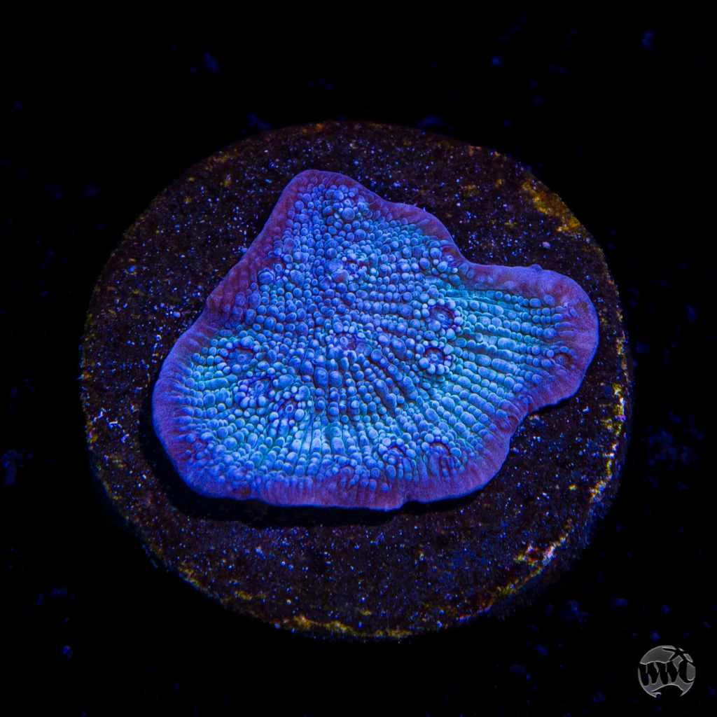 WWC Frozen Grape Chalice