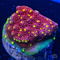 WWC Habanero Montipora