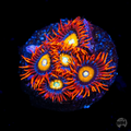 WWC Blondies Zoanthid