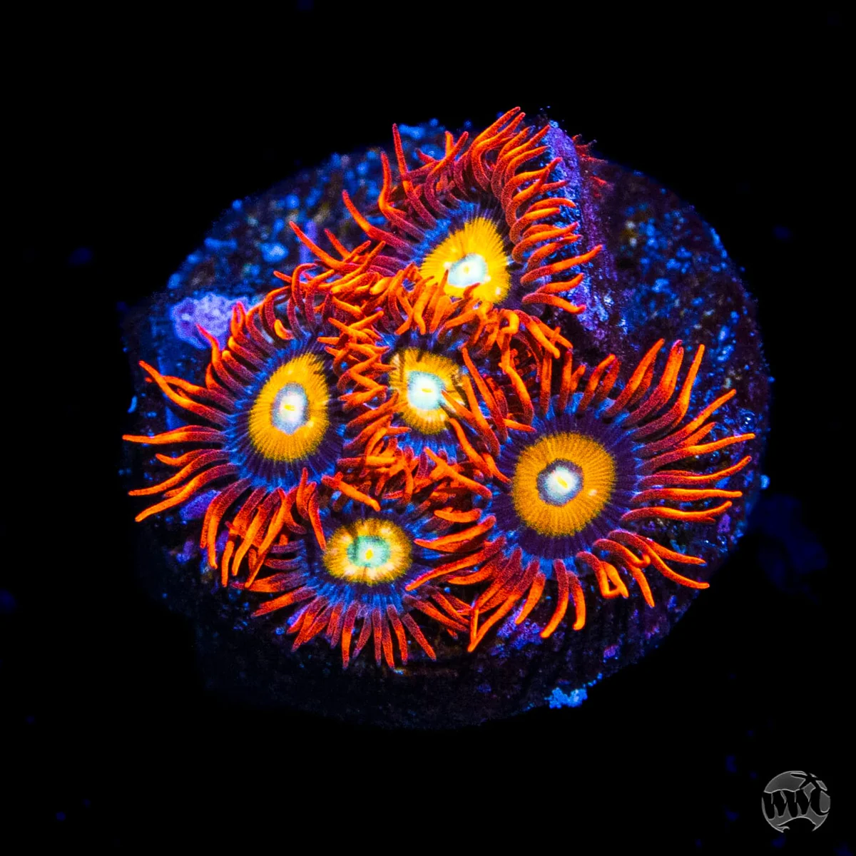 WWC Blondies Zoanthid