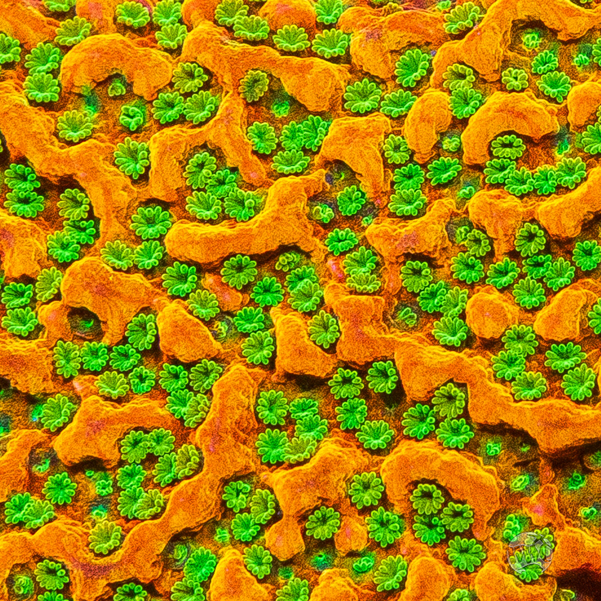 WWC Sunset Imposter Montipora