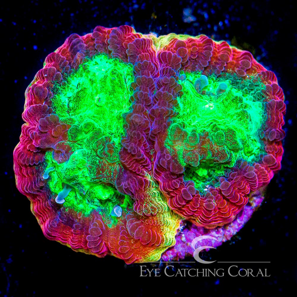 ECC Rainbow Rim Favia