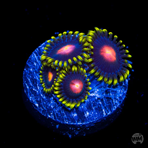 WWC Peacock Zoanthid