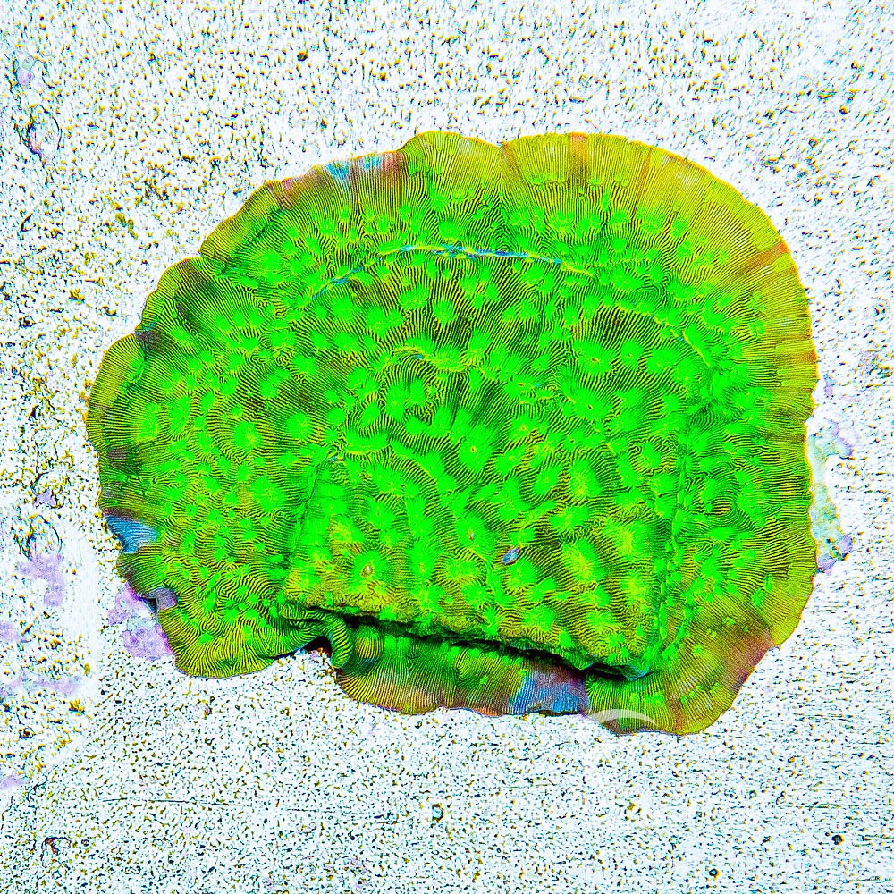 ECC Kiwi Fusion Leptoseris