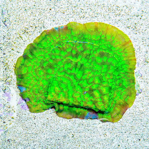 ECC Kiwi Fusion Leptoseris