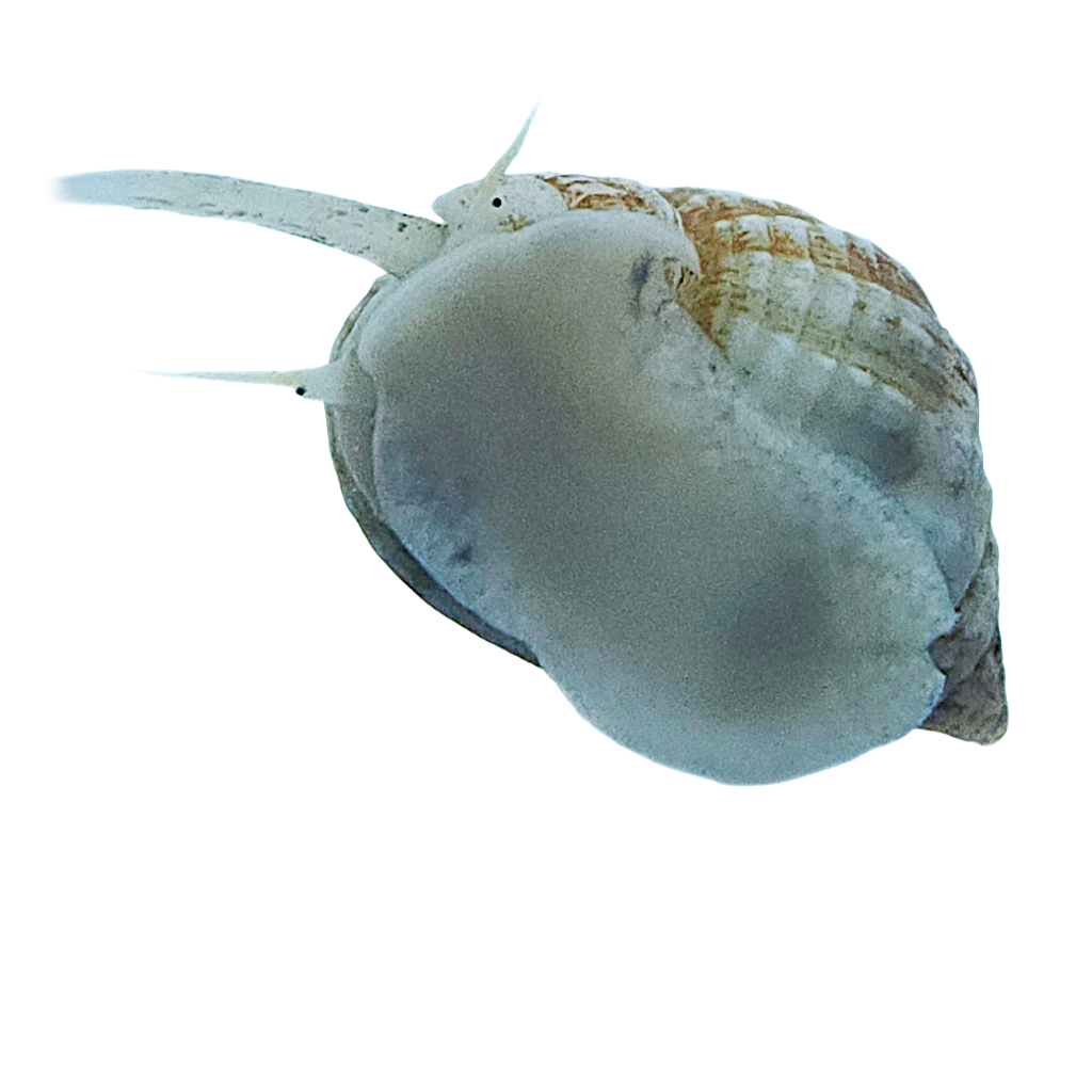 Nassarius Snails