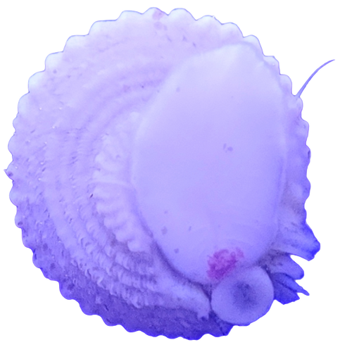 Astrea Snail