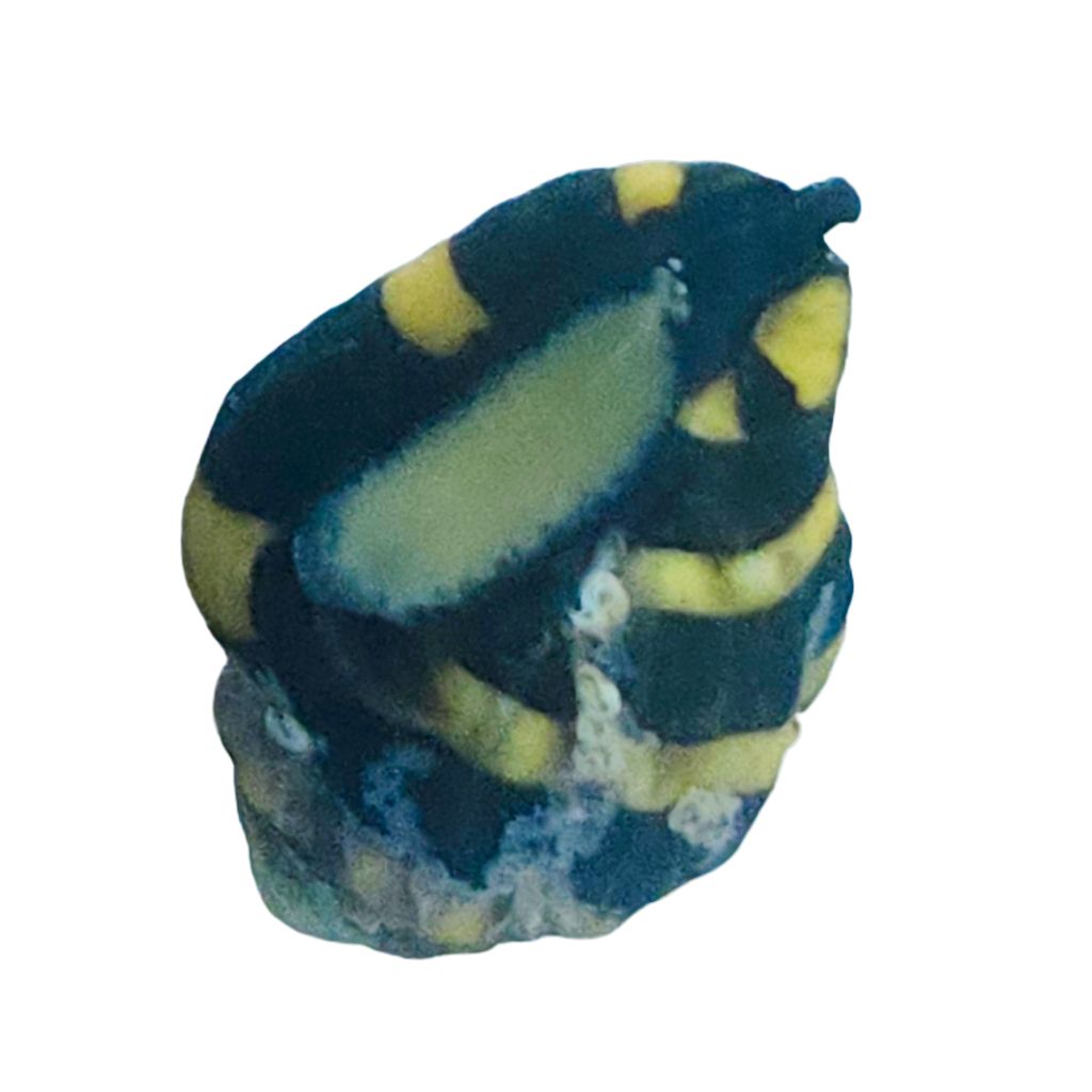 Bumble Bee Snail