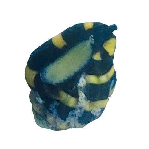 Bumble Bee Snail