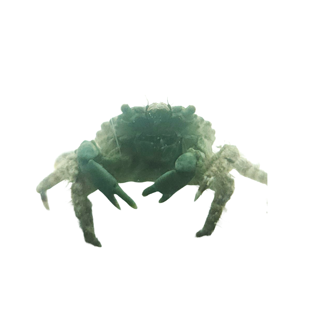 Emerald Crab