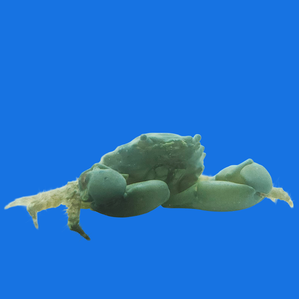 Emerald Crab