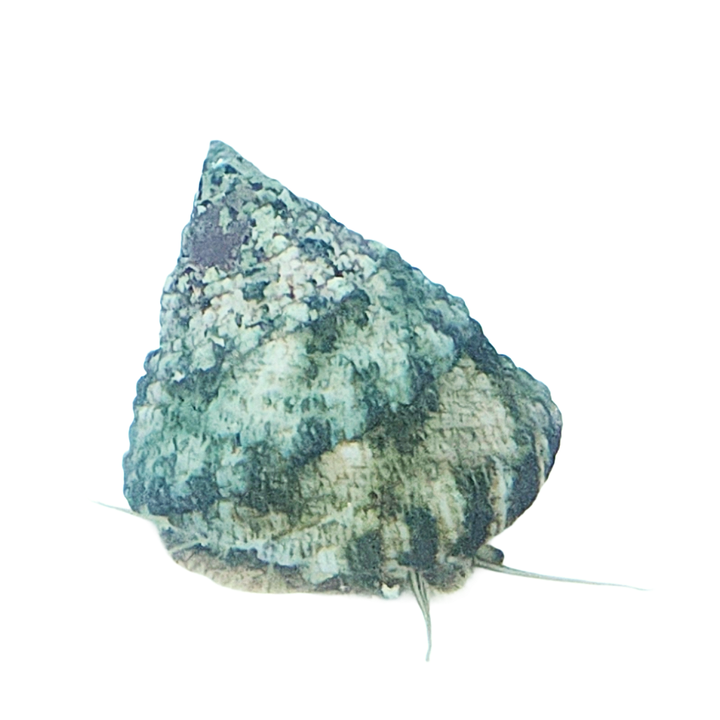 Trochus Snail