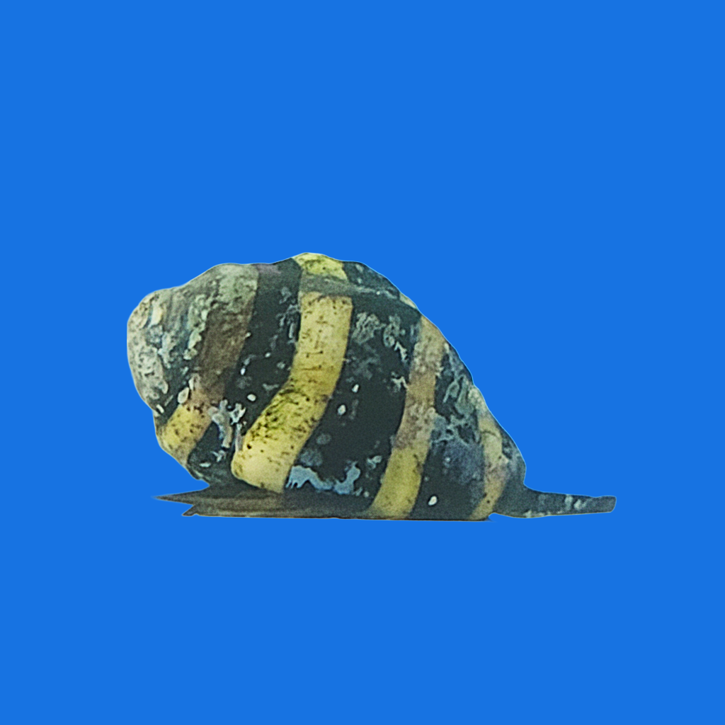 Bumble Bee Snail