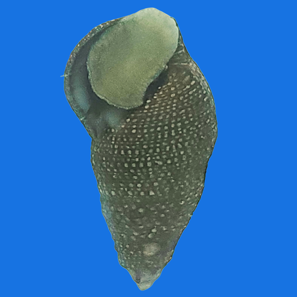 Cerith Snail Shell Cerith Snail – Reef eScape