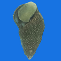 Cerith Snail