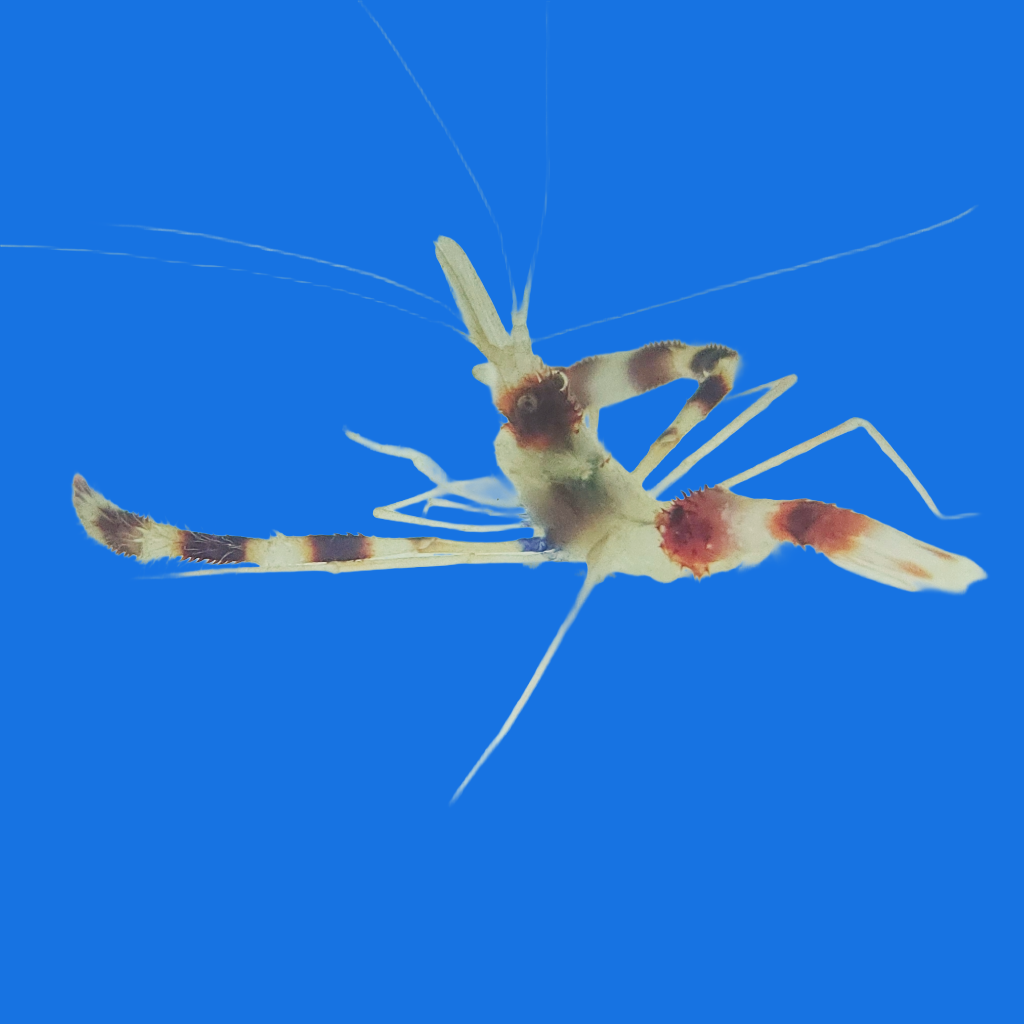 Coral Banded Shrimp